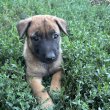 Belga juhász/ malinois kiskutyák 
