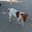 Fajtiszta Foxterrier!