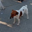 Fajtiszta Foxterrier!