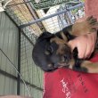 Eladó rottweiler kisfiú kutyus!