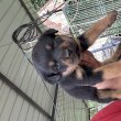 Eladó rottweiler kisfiú kutyus!