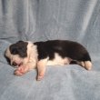 Törzskönyves Border Collie kiskutyák