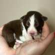 Törzskönyves Border Collie kiskutyák
