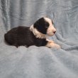 Törzskönyves Border Collie kiskutyák