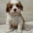 Cavalier King Charles spániel kan kiskutyus!