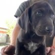 Német vizsla kölykök