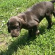 Német vizsla kölykök