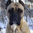 Cane corso felnőtt kutyák 