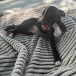 Whippet Kiskutyák 