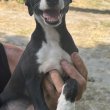 Whippet Kiskutyák 