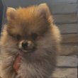 Pomerániai törpe Spitz 