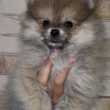 Pomerániai törpe Spitz 