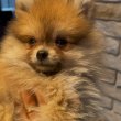 Pomerániai törpe Spitz 