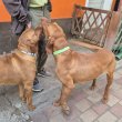 Magyar vizsla kiskutyák születtek