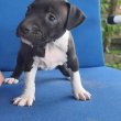 Amerikai pitbull terrier kölykök 