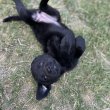 9 hetes labrador kislány