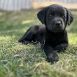 9 hetes labrador kislány
