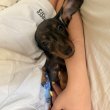Harlekin kan törpetacskó