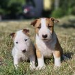 Miniatür Bullterrier kiskut eladóak! 06-20361-3778 