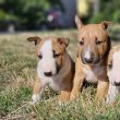 Miniatür Bullterrier kiskut eladóak! 06-20361-3778 
