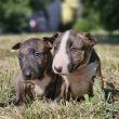 Miniatür Bullterrier kiskut eladóak! 06-20361-3778 