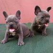  Francia bulldog, lány és fiú