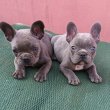  Francia bulldog, lány és fiú