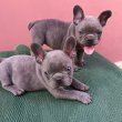  Francia bulldog, lány és fiú