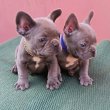  Francia bulldog, lány és fiú