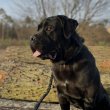 15 hónapos Cane Corso gazdit keres