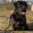 15 hónapos Cane Corso gazdit keres