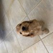 Kölyök fiú angol cocker spániel