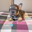 Minni méretű francia bulldog kiskutyák eladók 