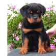 Gyönyörű rottweiler kölykök