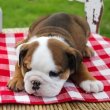 Angol bulldog kölykök