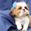 Shih Tzu kölykök