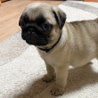 Mopsz kölykök