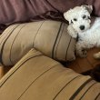 4 hónapos fehér közép schnauzer kan kiskutya eladó