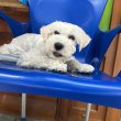4 hónapos fehér közép schnauzer kan kiskutya eladó