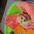 Maltipoo ( máltai x uszkár )