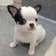 Chihuahua puppies 