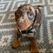 Dachshund puppies ready to go