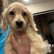 Dachshund puppies ready to go