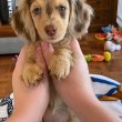 Dachshund puppies ready to go