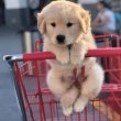 Golden Retriever puppies 