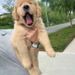 Golden Retriever puppies 