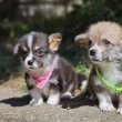 Corgi kiskutyák eladóak 06-20361-3778 