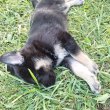 Németjuhász-husky keverék kiskutyák