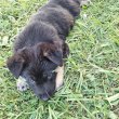 Németjuhász-husky keverék kiskutyák
