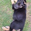 Németjuhász-husky keverék kiskutyák